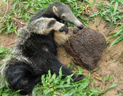 Young ant-eater